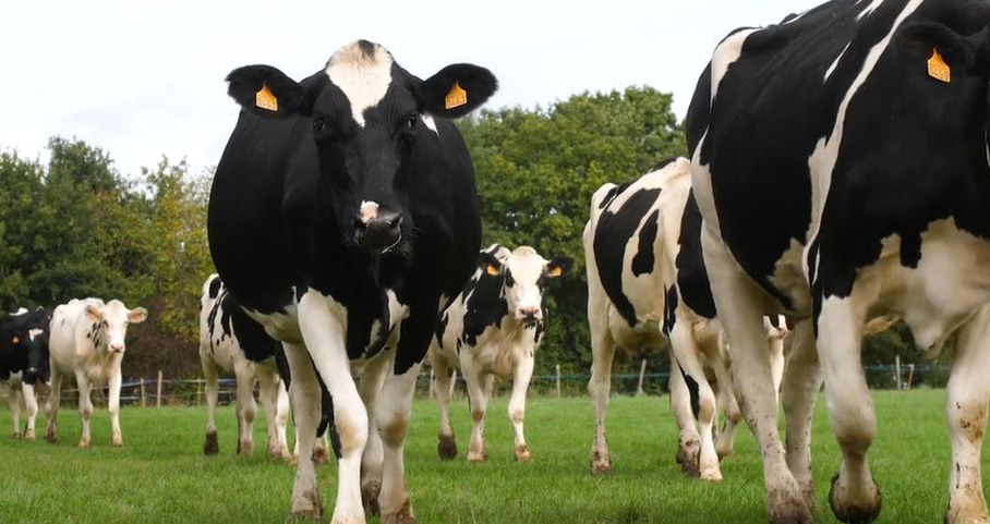 Assurer de bonnes conditions sanitaires pour nos vaches