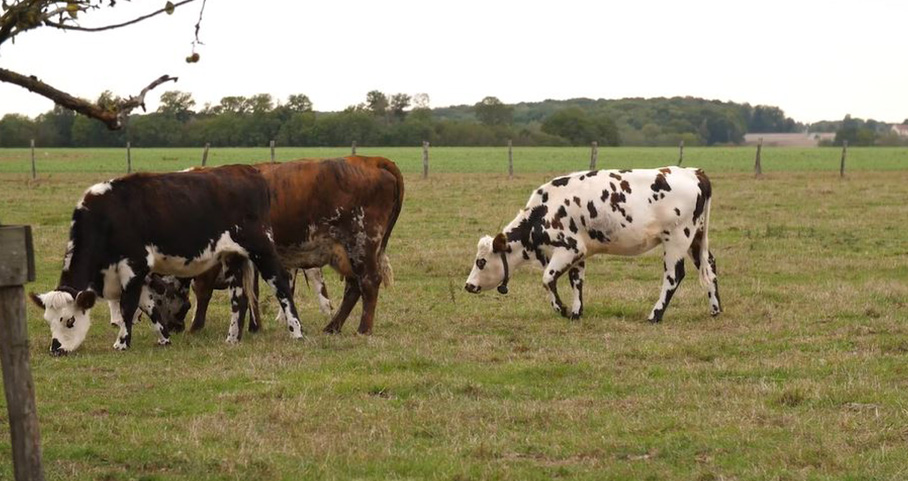 Permettre l’expression des comportements naturels de nos vaches