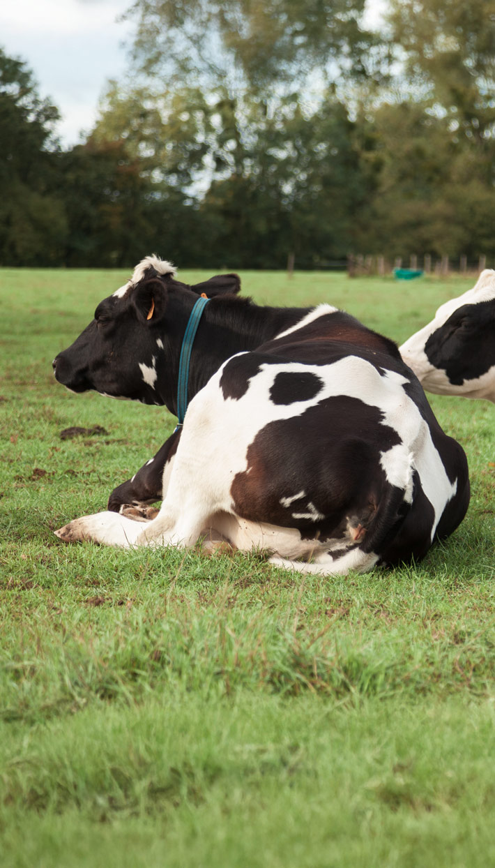 Producteurs-laitiers-vaches